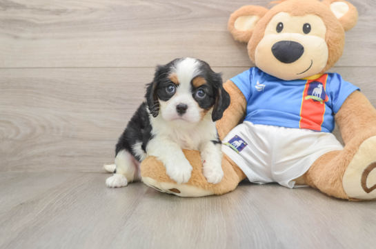 Cavalier King Charles Spaniel Puppy for Adoption