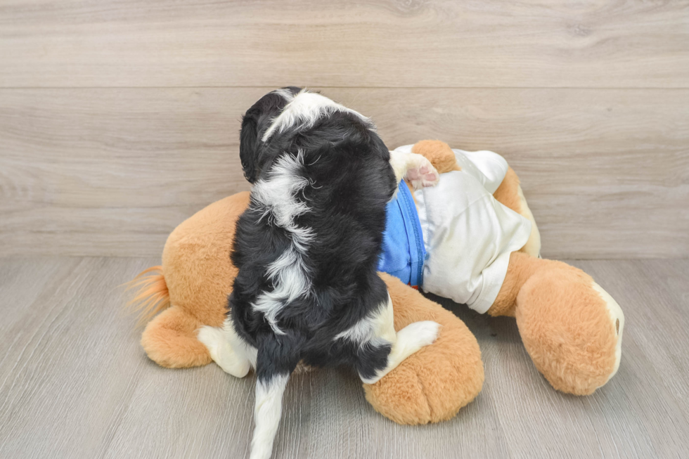 Cavalier King Charles Spaniel Puppy for Adoption