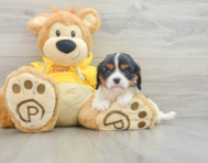 9 week old Cavalier King Charles Spaniel Puppy For Sale - Windy City Pups