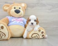 5 week old Cavalier King Charles Spaniel Puppy For Sale - Windy City Pups