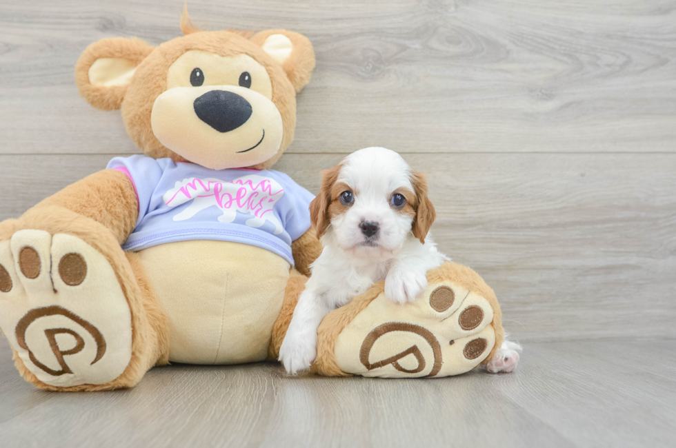 5 week old Cavalier King Charles Spaniel Puppy For Sale - Windy City Pups