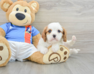 6 week old Cavalier King Charles Spaniel Puppy For Sale - Windy City Pups