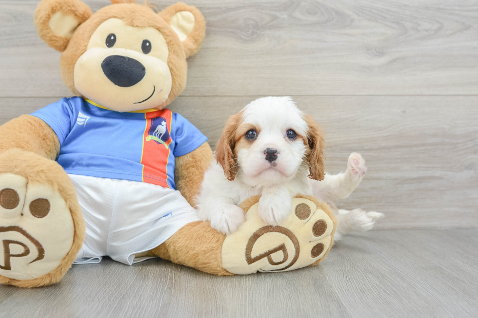 Friendly Cavalier King Charles Spaniel Baby