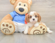 6 week old Cavalier King Charles Spaniel Puppy For Sale - Windy City Pups