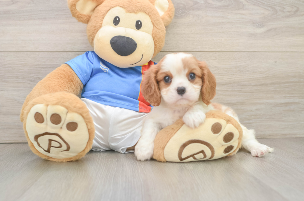 6 week old Cavalier King Charles Spaniel Puppy For Sale - Windy City Pups