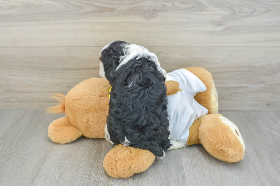 Cavalier King Charles Spaniel Pup Being Cute