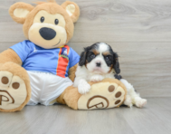 6 week old Cavalier King Charles Spaniel Puppy For Sale - Windy City Pups