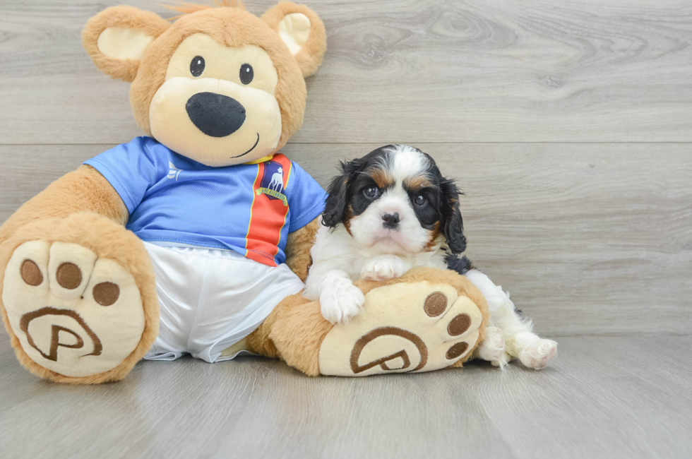 6 week old Cavalier King Charles Spaniel Puppy For Sale - Windy City Pups