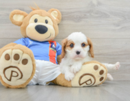 8 week old Cavalier King Charles Spaniel Puppy For Sale - Windy City Pups