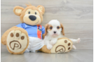 Playful Cavalier King Charles Spaniel Baby