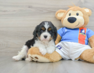 7 week old Cavalier King Charles Spaniel Puppy For Sale - Windy City Pups