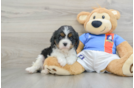 Best Cavalier King Charles Spaniel Baby