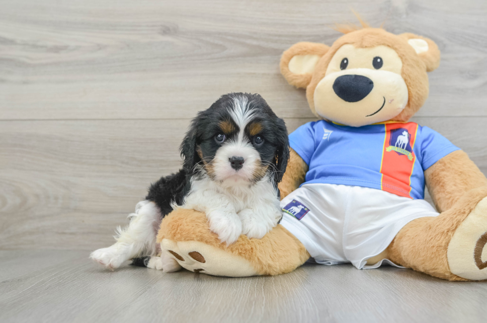 5 week old Cavalier King Charles Spaniel Puppy For Sale - Windy City Pups