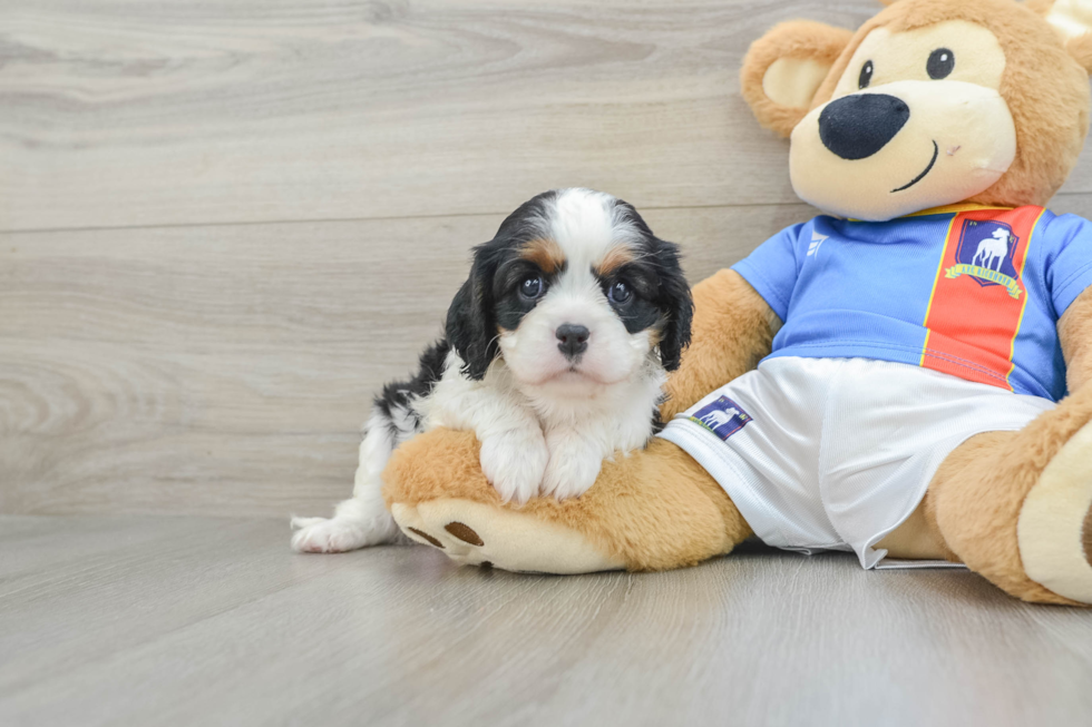 Funny Cavalier King Charles Spaniel Baby