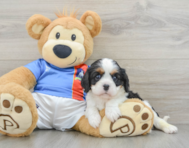 7 week old Cavalier King Charles Spaniel Puppy For Sale - Windy City Pups