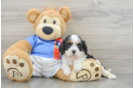 Best Cavalier King Charles Spaniel Baby