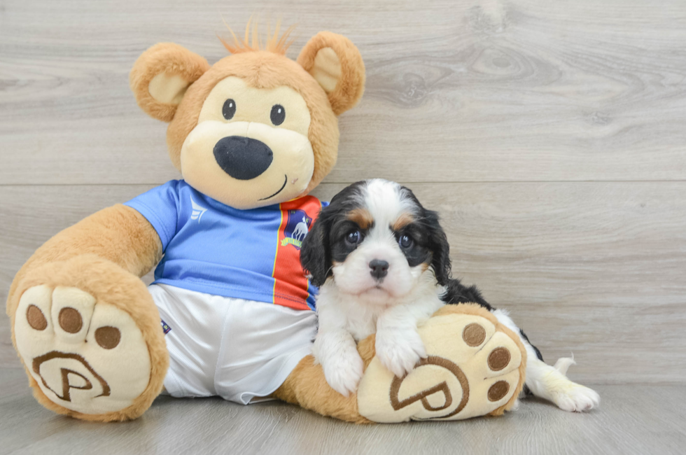 5 week old Cavalier King Charles Spaniel Puppy For Sale - Windy City Pups