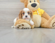 7 week old Cavalier King Charles Spaniel Puppy For Sale - Windy City Pups