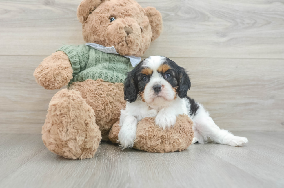 6 week old Cavalier King Charles Spaniel Puppy For Sale - Windy City Pups