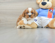 6 week old Cavalier King Charles Spaniel Puppy For Sale - Windy City Pups