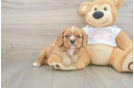 Funny Cavalier King Charles Spaniel Baby