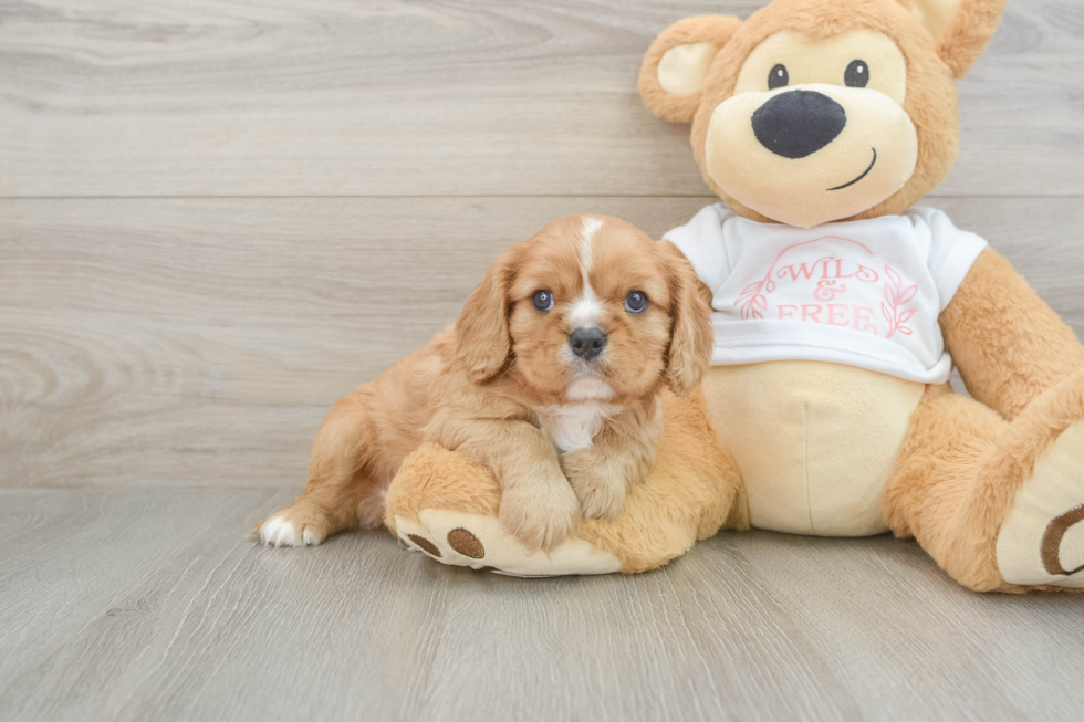 Funny Cavalier King Charles Spaniel Baby