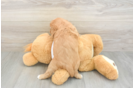 Hypoallergenic Cavalier King Charles Spaniel Purebred Pup