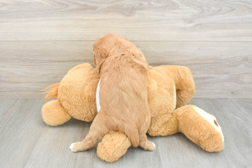 Hypoallergenic Cavalier King Charles Spaniel Purebred Pup