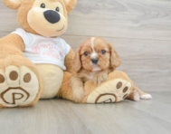 5 week old Cavalier King Charles Spaniel Puppy For Sale - Windy City Pups