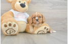 Cavalier King Charles Spaniel Pup Being Cute