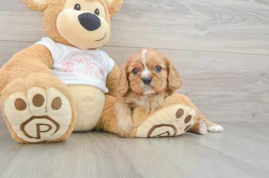 Cavalier King Charles Spaniel Pup Being Cute