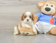 5 week old Cavalier King Charles Spaniel Puppy For Sale - Windy City Pups