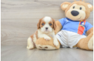 Cavalier King Charles Spaniel Puppy for Adoption