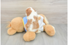 Cavalier King Charles Spaniel Pup Being Cute