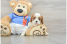 Happy Cavalier Purebred Puppy