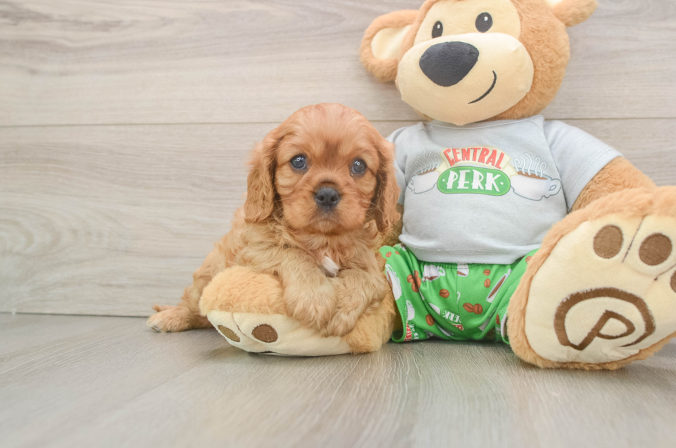 5 week old Cavalier King Charles Spaniel Puppy For Sale - Windy City Pups