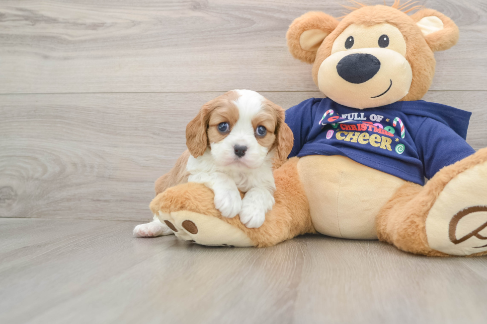 Best Cavalier King Charles Spaniel Baby