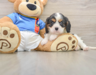 6 week old Cavalier King Charles Spaniel Puppy For Sale - Windy City Pups