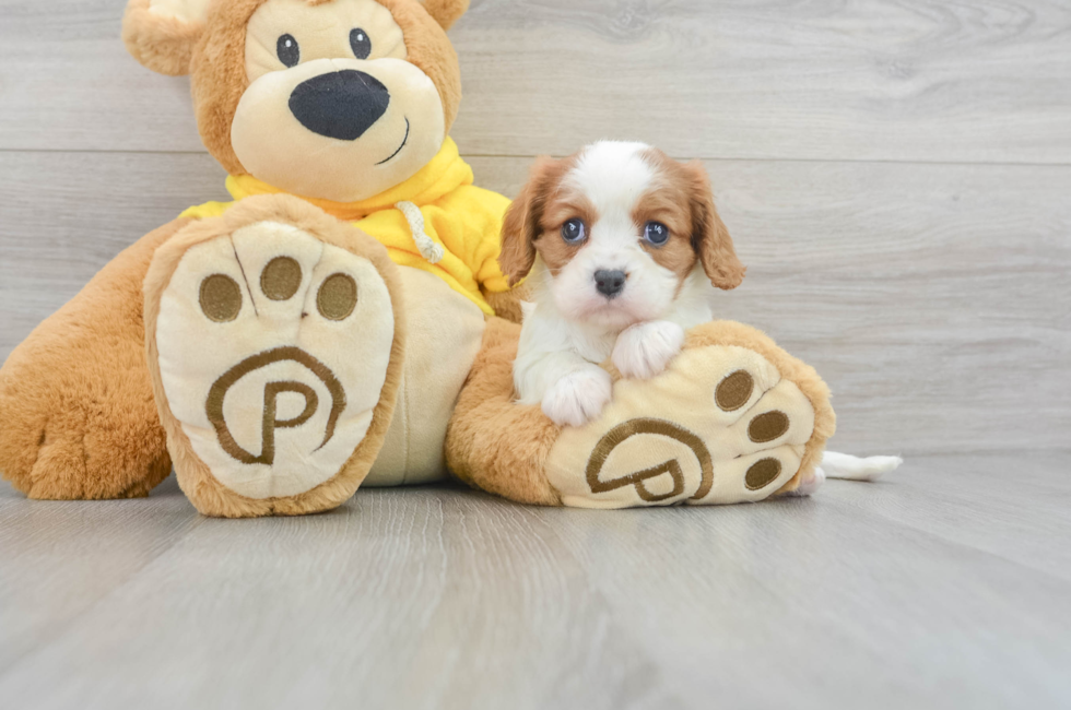 7 week old Cavalier King Charles Spaniel Puppy For Sale - Windy City Pups