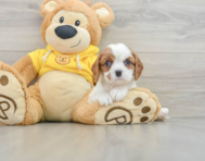 6 week old Cavalier King Charles Spaniel Puppy For Sale - Windy City Pups