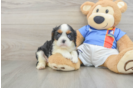 Cavalier King Charles Spaniel Puppy for Adoption