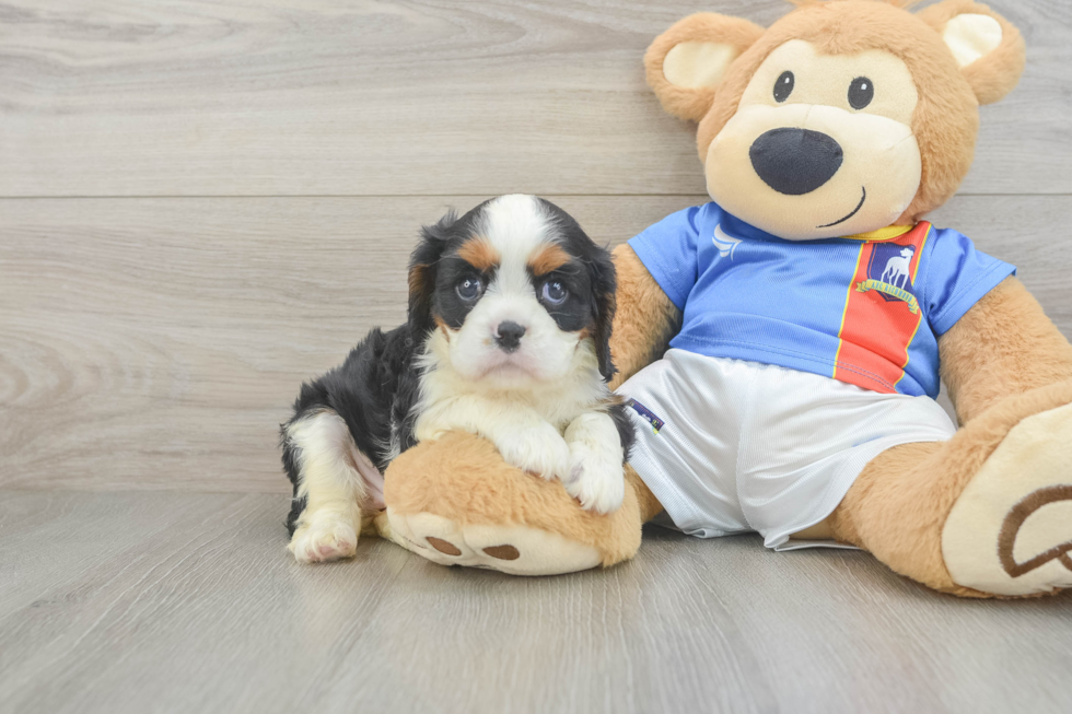 Cavalier King Charles Spaniel Puppy for Adoption