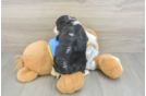 Best Cavalier King Charles Spaniel Baby