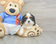 5 week old Cavalier King Charles Spaniel Puppy For Sale - Windy City Pups