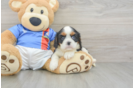 Friendly Cavalier King Charles Spaniel Purebred Pup