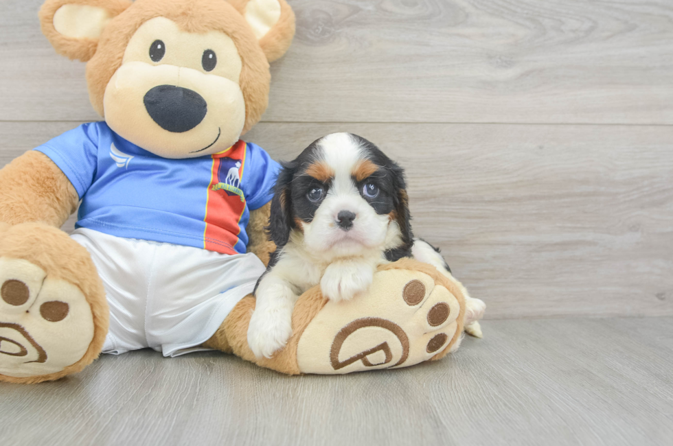 5 week old Cavalier King Charles Spaniel Puppy For Sale - Windy City Pups