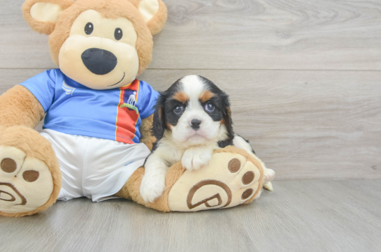 Friendly Cavalier King Charles Spaniel Purebred Pup