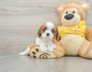 6 week old Cavalier King Charles Spaniel Puppy For Sale - Windy City Pups