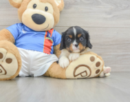 5 week old Cavalier King Charles Spaniel Puppy For Sale - Windy City Pups