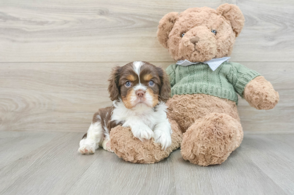 6 week old Cavalier King Charles Spaniel Puppy For Sale - Windy City Pups